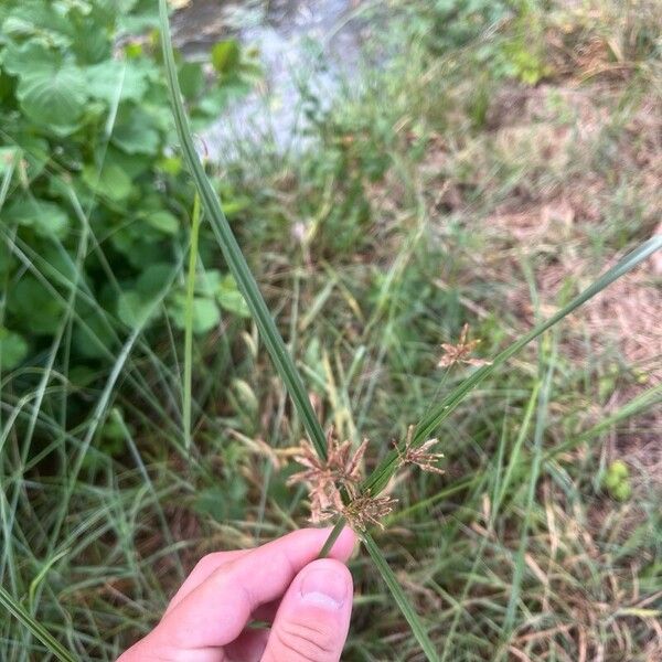 Cyperus longus Flower