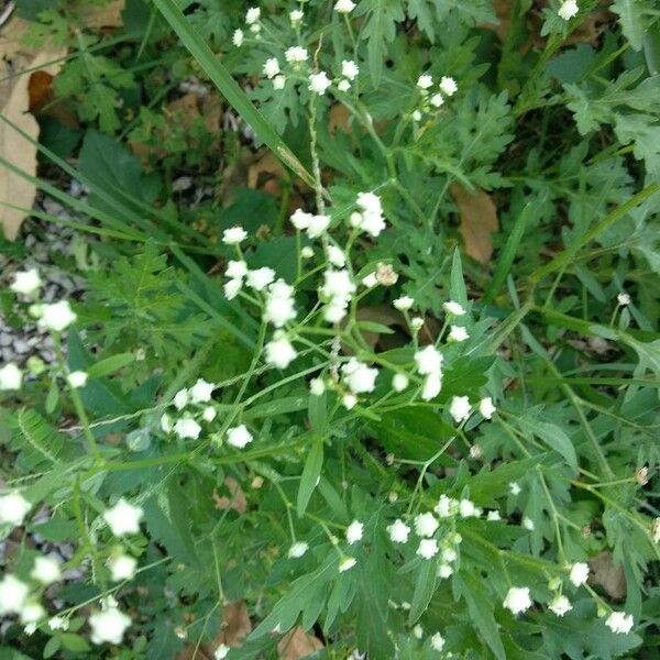 Parthenium hysterophorus Цвят