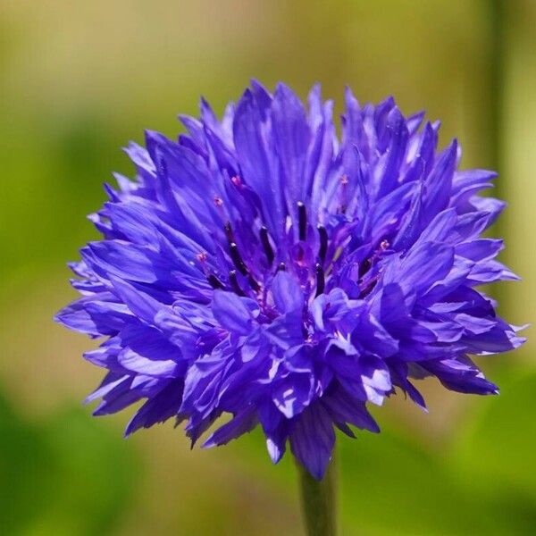 Centaurea cyanus 花