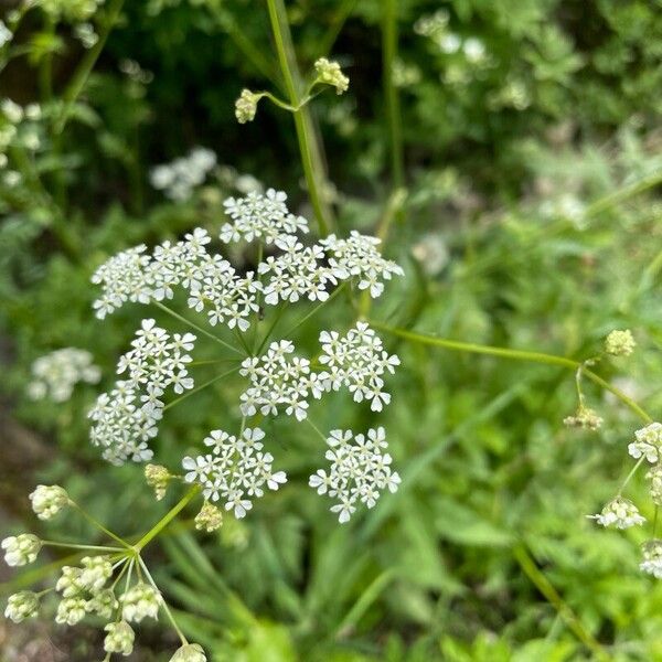 Conium maculatum Blomma