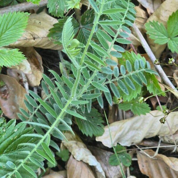 Vicia incana Frunză