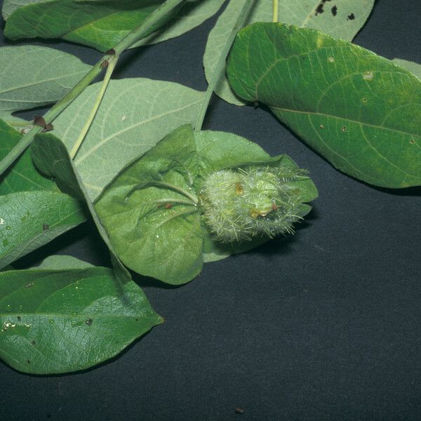 Dalechampia tiliifolia फल