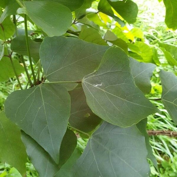 Erythrina variegata Folla