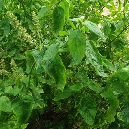 Ocimum gratissimum Leaf