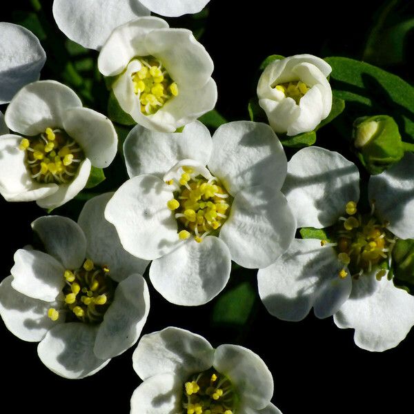 Spiraea hypericifolia Žiedas