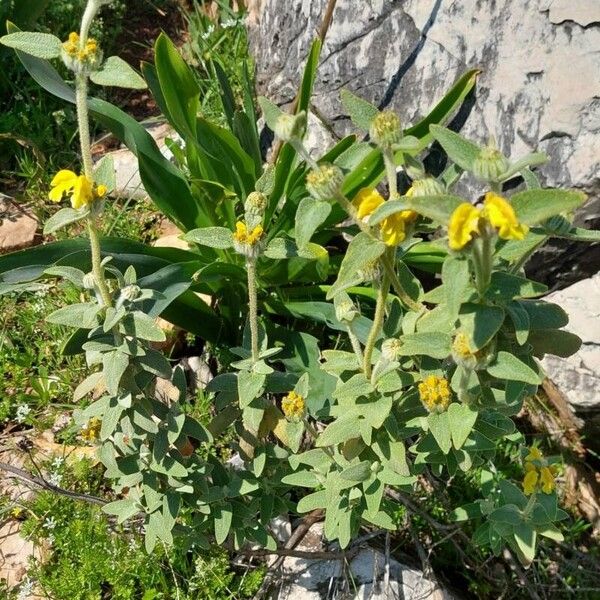 Phlomis cretica Habit