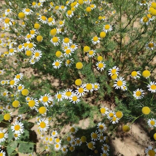 Anthemis cotula Flower