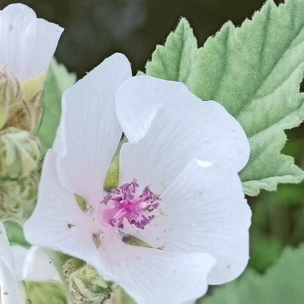Althaea officinalis Flower