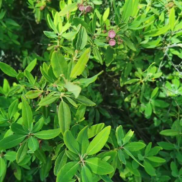 Kalmia angustifolia Folla