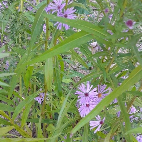 Symphyotrichum dumosum Φύλλο