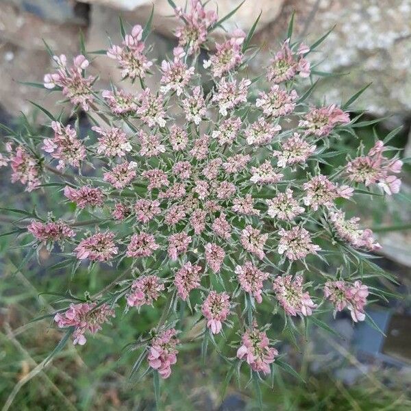 Tordylium maximum Flower