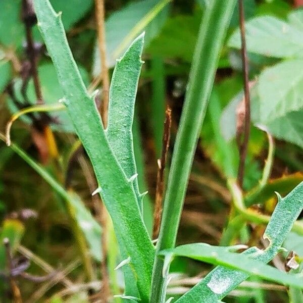 Leucanthemum subglaucum Φύλλο