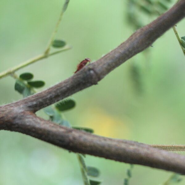 Acaciella villosa Bark