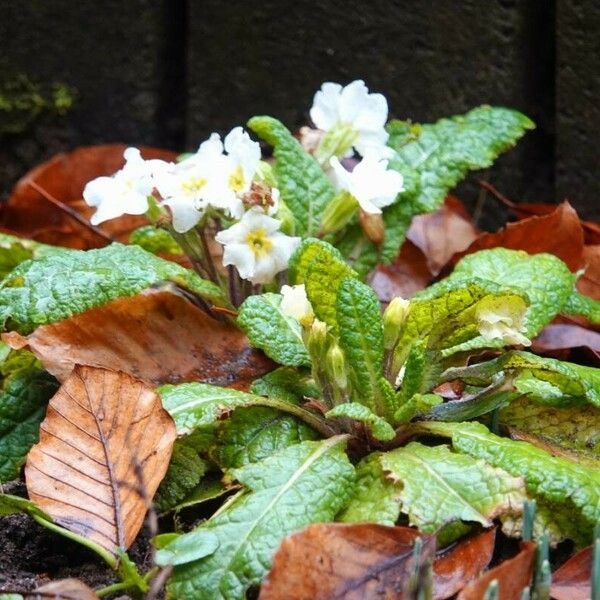 Primula vulgaris Cvet