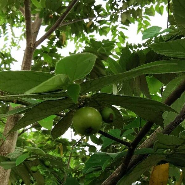 Muntingia calabura Fruit