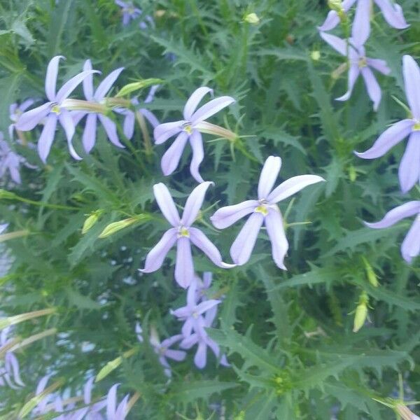 Lithotoma axillaris Flower