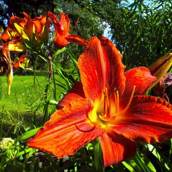 Hemerocallis fulva Kvet