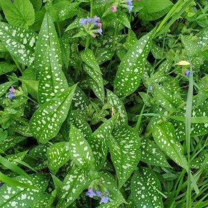 Pulmonaria saccharata Blomma