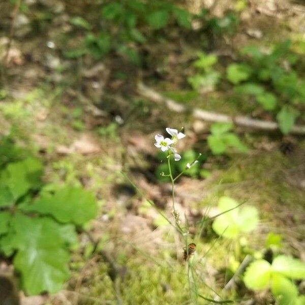 Arabidopsis arenosa Flower