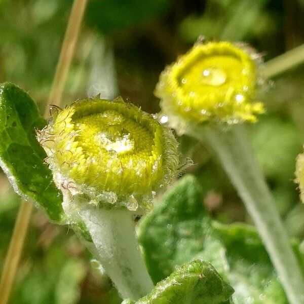 Pulicaria dysenterica Flor