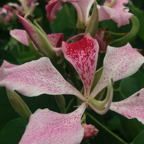 Bauhinia monandra Blüte