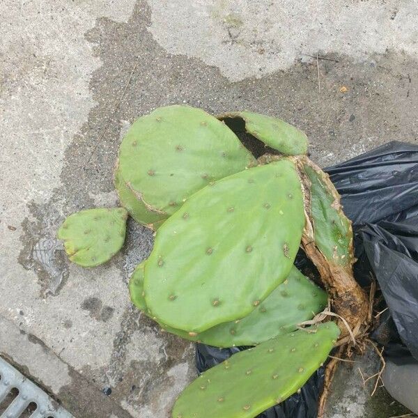 Opuntia humifusa Leaf