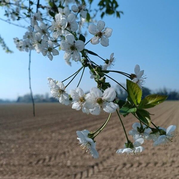 Prunus cerasus Кветка