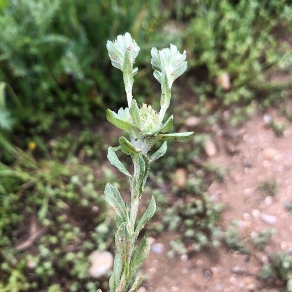 Filago pyramidata Foglia