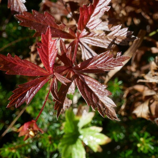 Potentilla erecta Leaf