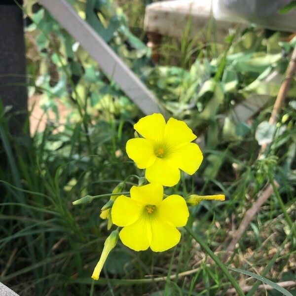 Oxalis pes-caprae Flor