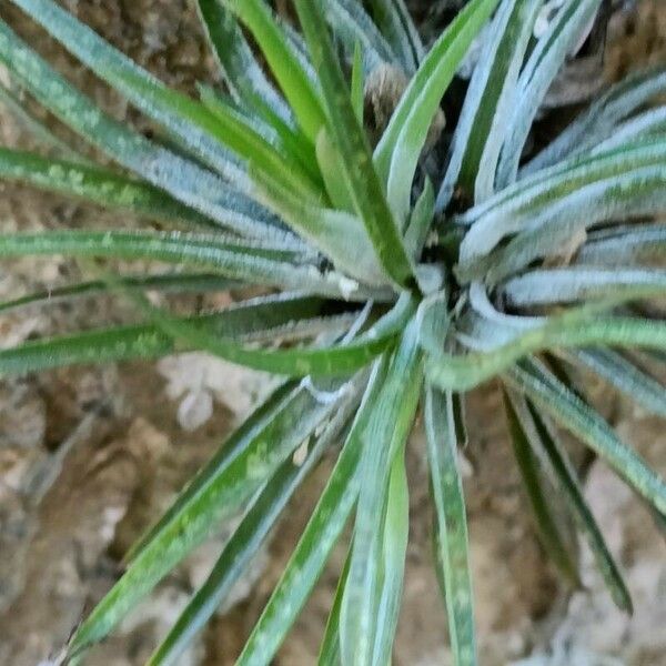 Tillandsia stricta Blad