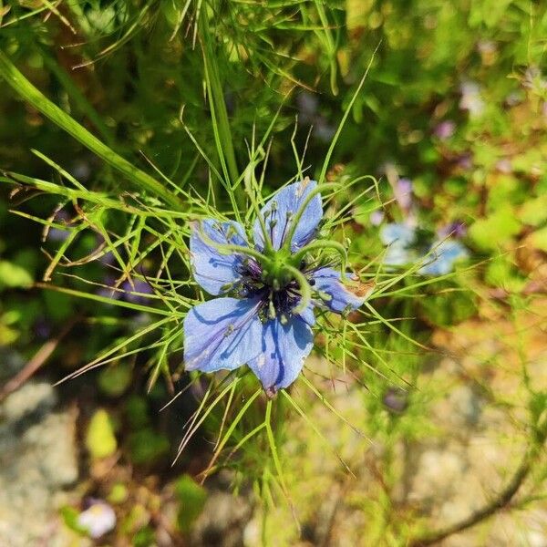 Nigella damascena Kukka