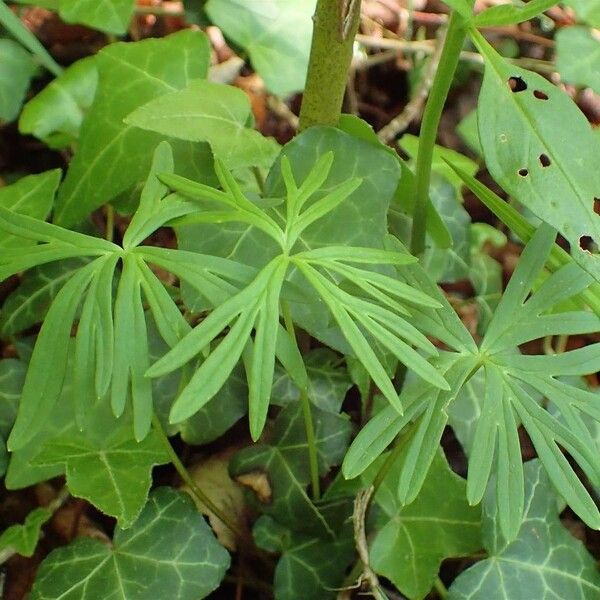 Aconitum anthora आदत