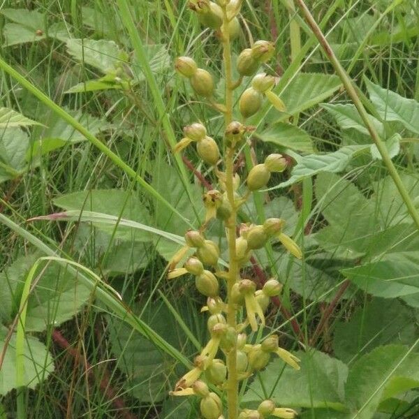 Neottia ovata Flower