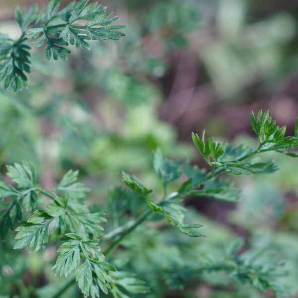 Selinum carvifolium Leaf