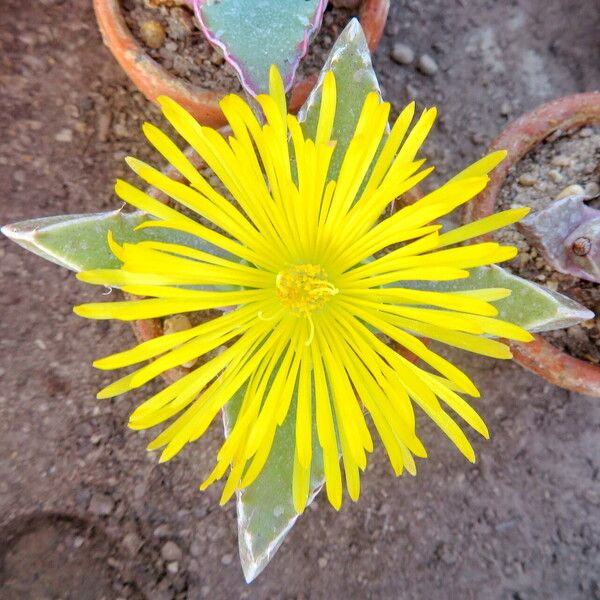 Faucaria bosscheana Lorea