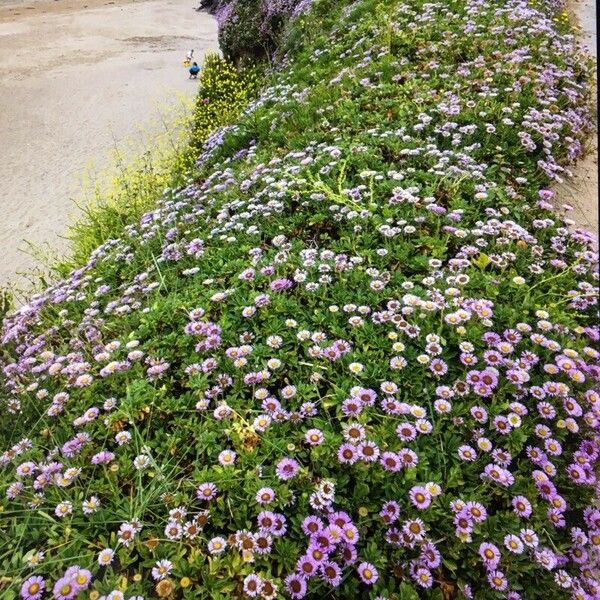 Erigeron glaucus Flower