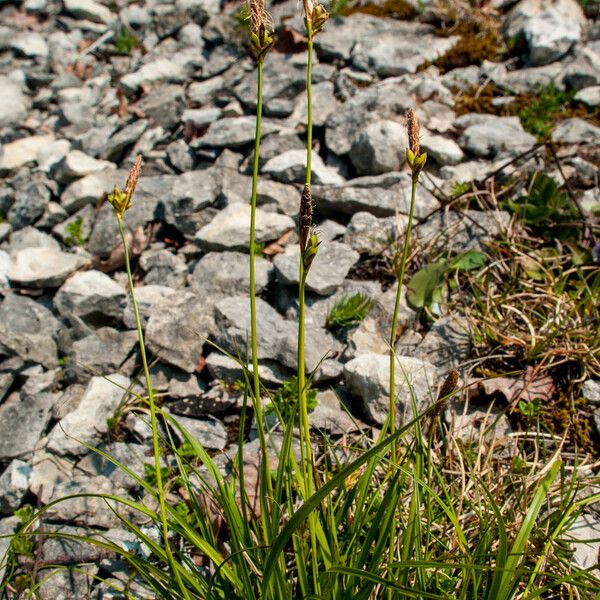 Carex halleriana Hábito