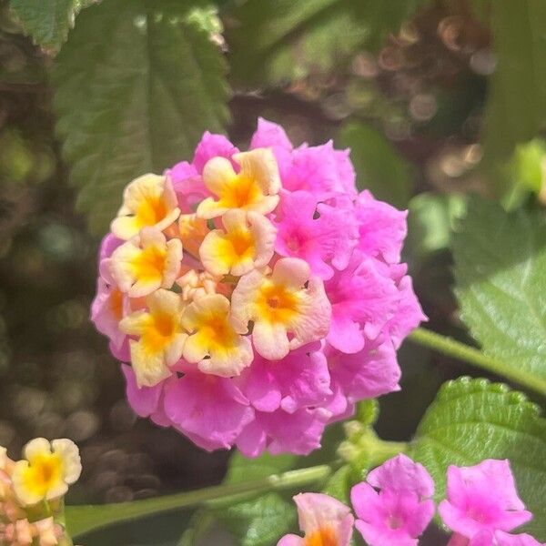 Lantana camara 花