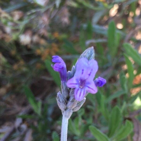 Lavandula angustifolia Цветок