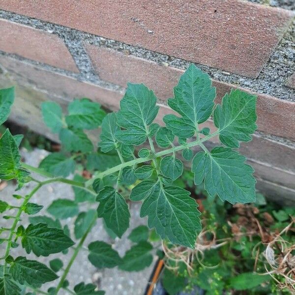 Solanum lycopersicum পাতা