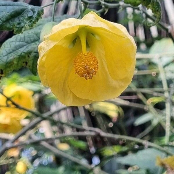 Abutilon spp. Kvet