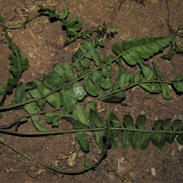 Asplenium macrophlebium Liść