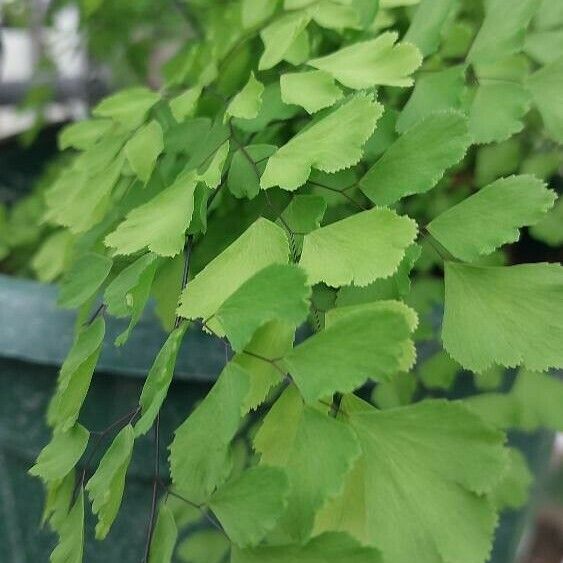 Adiantum raddianum Fulla