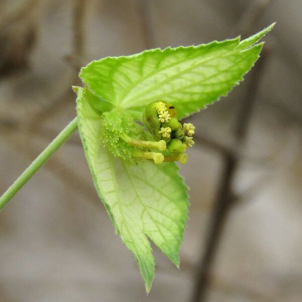 Dalechampia scandens Flower