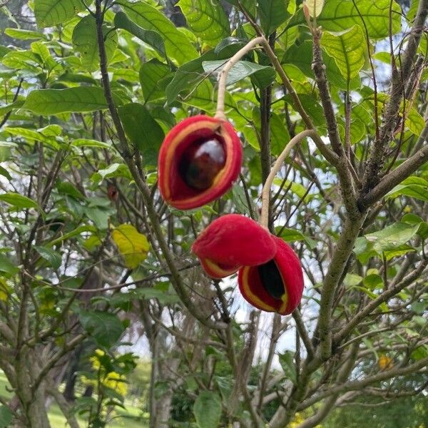 Sterculia monosperma 果實