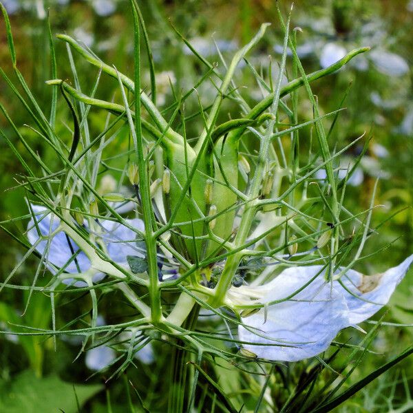 Nigella damascena Fruit