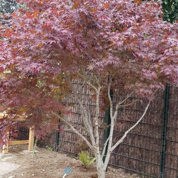 Acer palmatum Staniste