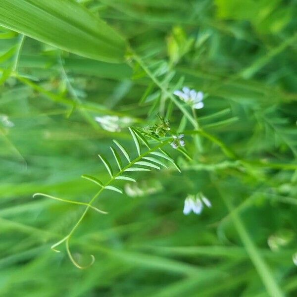 Vicia hirsuta Lorea