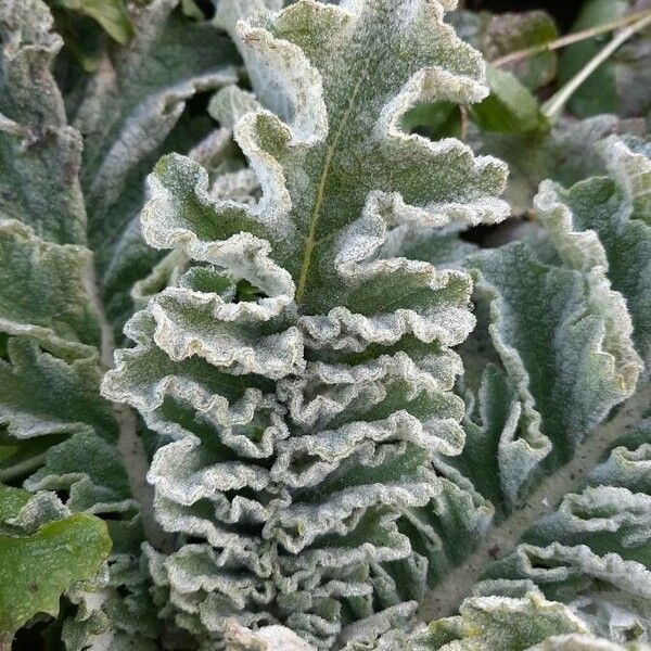 Verbascum sinuatum Feuille